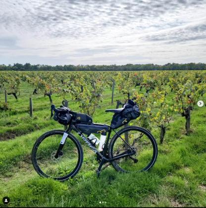 Dans les vignes du bordelais